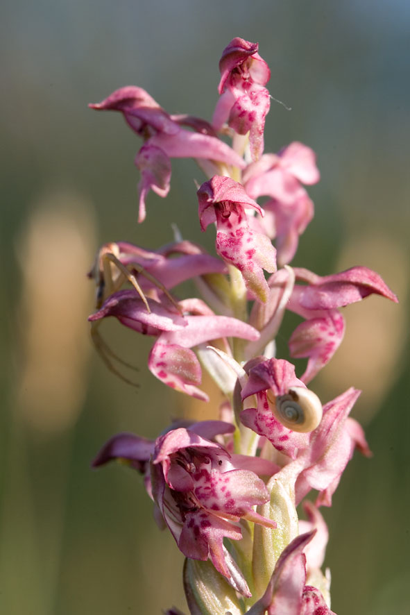 Orchis coriophora